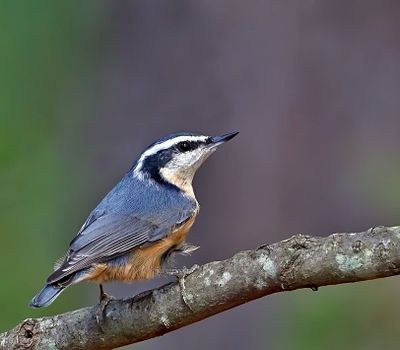 Red-breasted Nuthatch