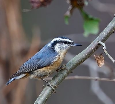 Red-breasted Nuthatch