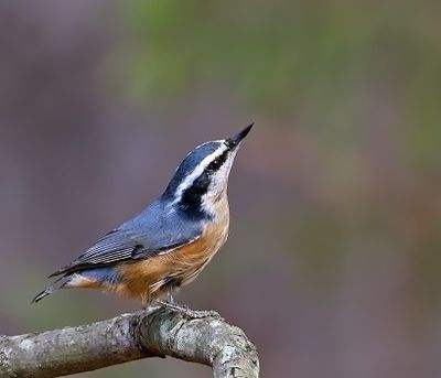 Red-breasted Nuthatch