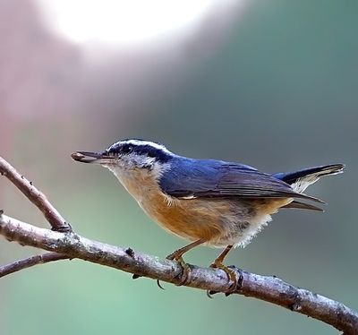 Red-breasted Nuthatch