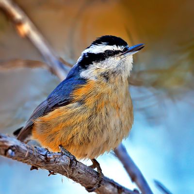 Red-breasted Nuthatch