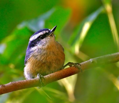 Red-breasted Nuthatch