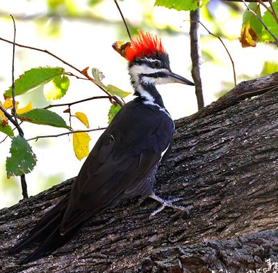 Pileated Woodpecker