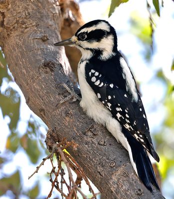 Hairy Woodpecker