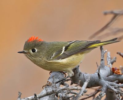 Ruby-crowned Kinglet