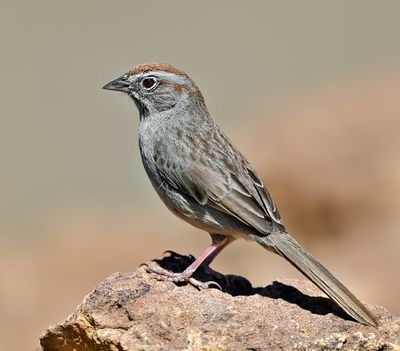 Rufous-crowned Sparrow