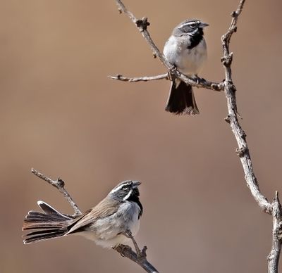 Black-throated Sparrows