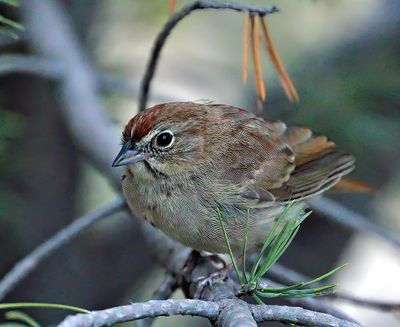 Rufous-crowned Sparrow