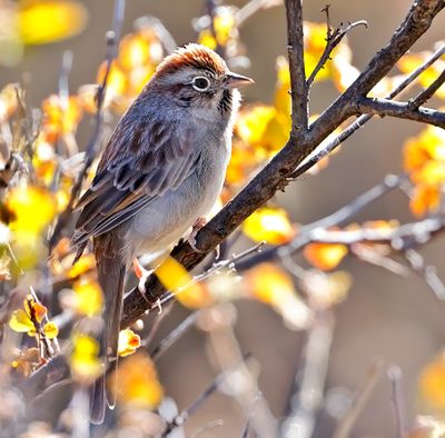 Rufous-crowned Sparrow