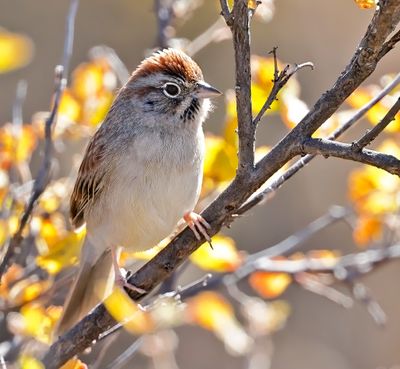Rufous-crowned Sparrow