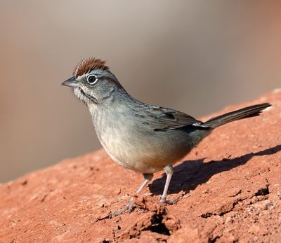 Rufous-crowned Sparrow