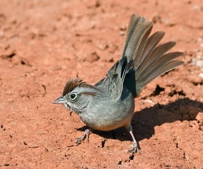 Rufous-crowned Sparrow