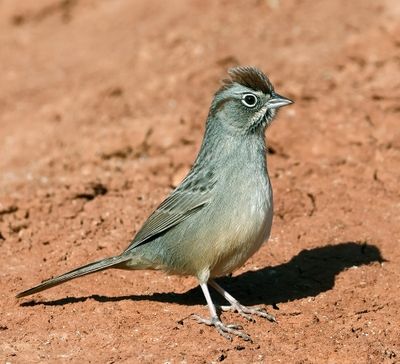Rufous-crowned Sparrow