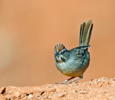 Rufous-crowned Sparrow