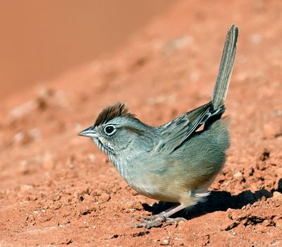 Rufous-crowned Sparrow