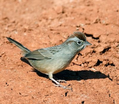 Rufous-crowned Sparrow