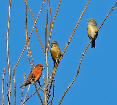 Red Crossbill