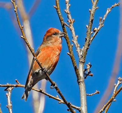 Red Crossbill