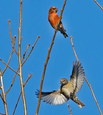 Red Crossbill