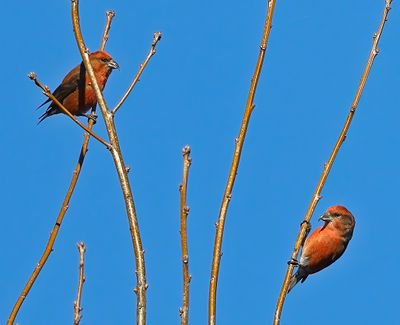Red Crossbill