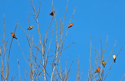 Red Crossbills 