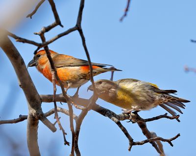 Red Crossbills