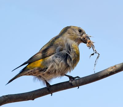 Red Crossbill 