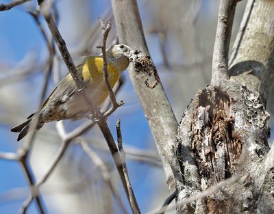 Red Crossbill 