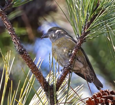 Red Crossbill
