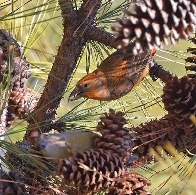 Red Crossbills