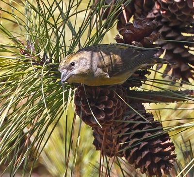Red Crossbill