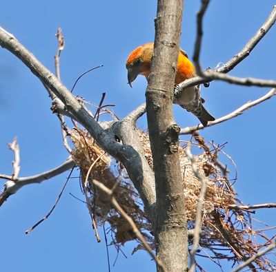 Red Crossbill