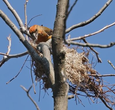 Red Crossbill
