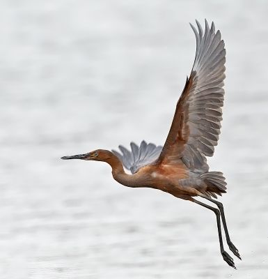 Reddish Egret