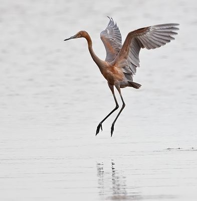 Reddish Egret