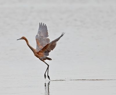 Reddish Egret