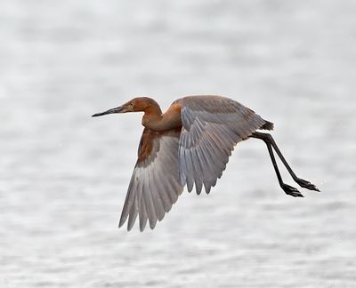 Reddish Egret