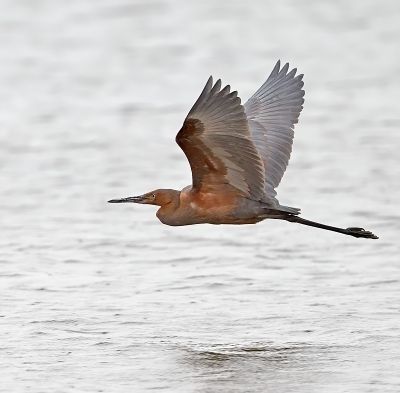 Reddish Egret