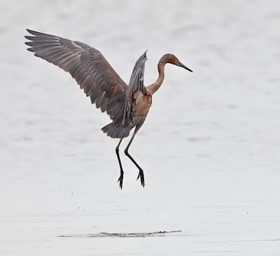 Reddish Egret
