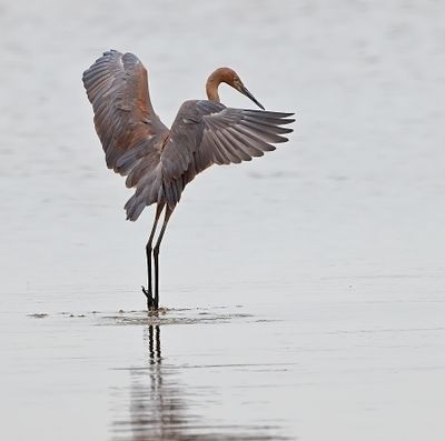 Reddish Egret