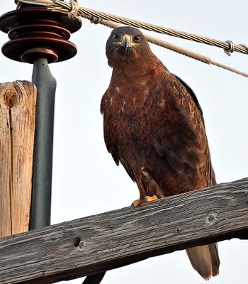 Ferruginous Hawk 