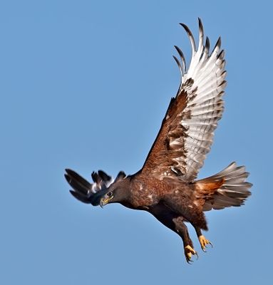 Ferruginous Hawk