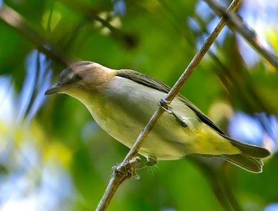 Red-eyed Vireo