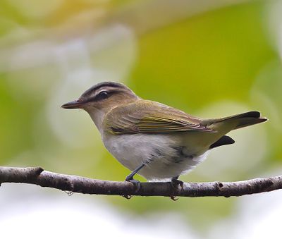 Red-eyed Vireo