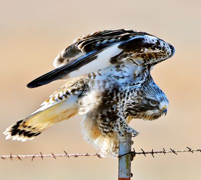 Rough-legged Hawk