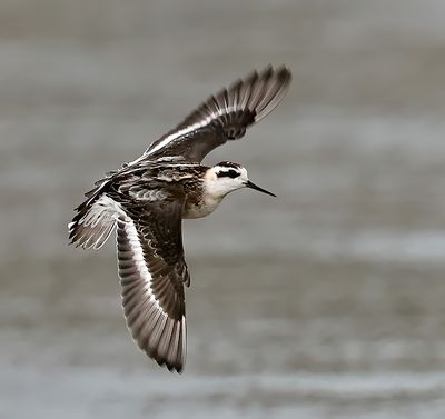 Red-necked Phalarope