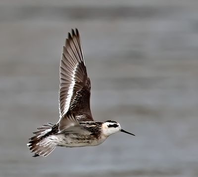 Red-necked Phalarope