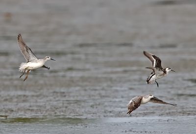 Red-necked Phalarope