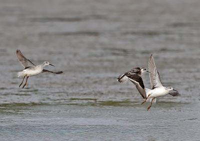 Red-necked Phalarope