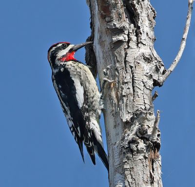 Red-naped Sapsucker 